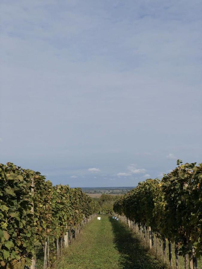 Baranja Black Hill'S Gajic Ngoại thất bức ảnh