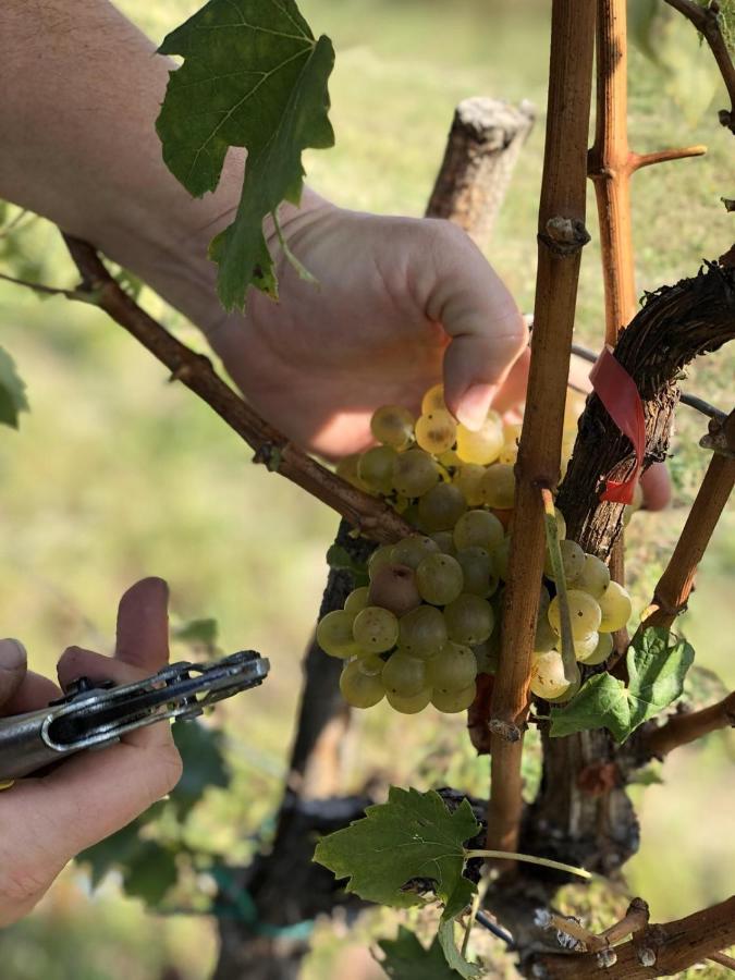 Baranja Black Hill'S Gajic Ngoại thất bức ảnh