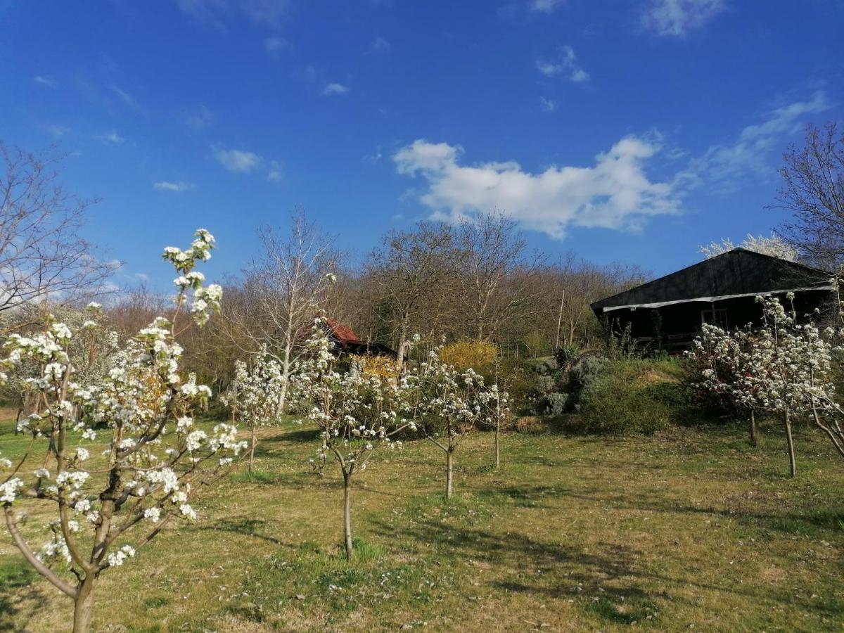 Baranja Black Hill'S Gajic Ngoại thất bức ảnh
