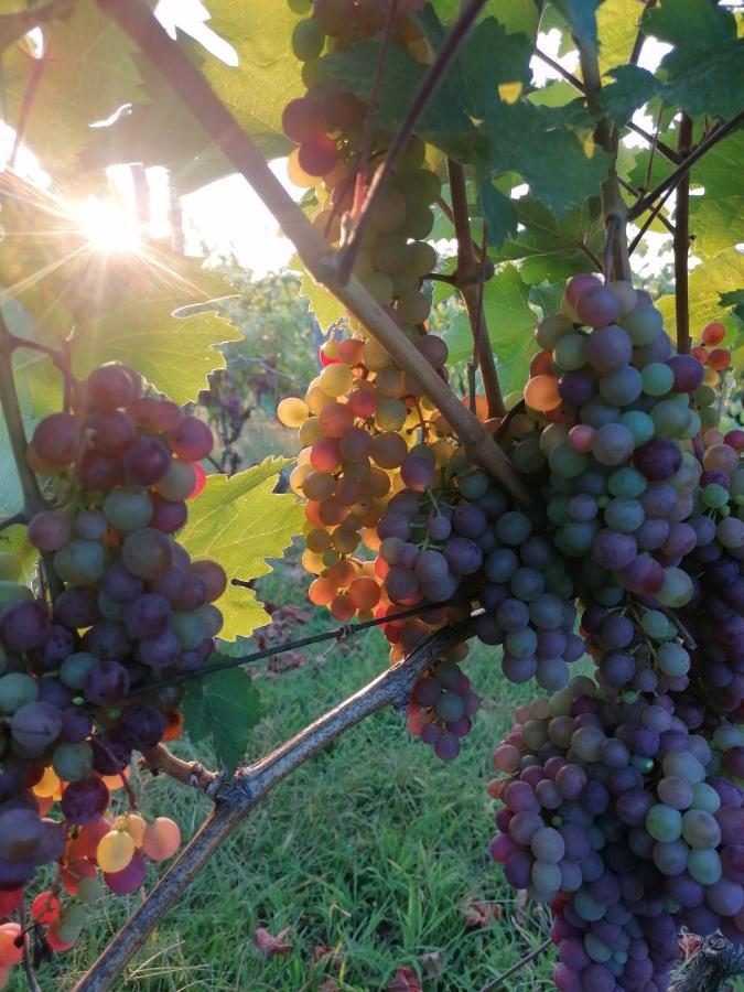 Baranja Black Hill'S Gajic Ngoại thất bức ảnh